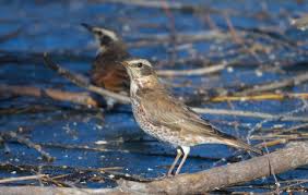 Image result for Turdus naumanni