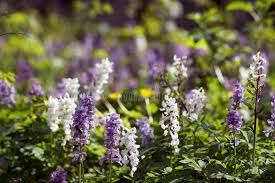 Attēlu rezultāti vaicājumam “Corydalis cava leaf”