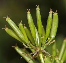 Image result for Chaerophyllum aureum