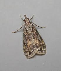 Attēlu rezultāti vaicājumam “Eudonia lacustrata”