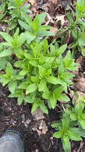 Attēlu rezultāti vaicājumam “Saponaria officinalis leaf”