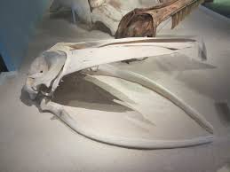 Image result for Balaenoptera omurai