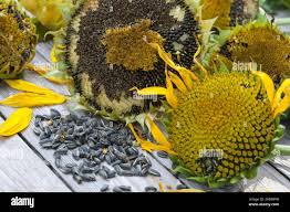 Image result for Sonnenblume