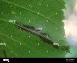 Attēlu rezultāti vaicājumam “Acalitus longisetosus”