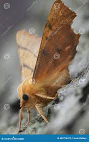 Attēlu rezultāti vaicājumam “Ennomos erosaria”