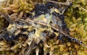 Attēlu rezultāti vaicājumam “Badhamia lilacina”