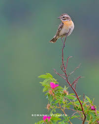 Attēlu rezultāti vaicājumam “Saxicola rubetra juvenile”