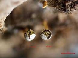 Attēlu rezultāti vaicājumam “Physarum viride spores”