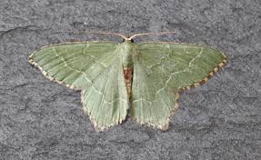 Attēlu rezultāti vaicājumam “Hemithea aestivaria”