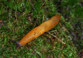 Attēlu rezultāti vaicājumam “Malacolimax tenellus”