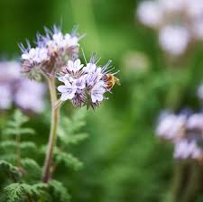 Image result for Phacelia