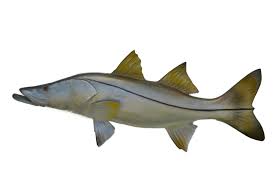 Image result for Centropomus undecimalis