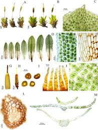 Attēlu rezultāti vaicājumam “Encalypta”