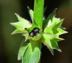 Attēlu rezultāti vaicājumam “Stachys palustris bud”