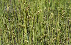 Attēlu rezultāti vaicājumam “Rhynchospora fusca”