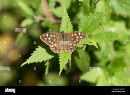 Attēlu rezultāti vaicājumam “Pararge aegeria upperside”