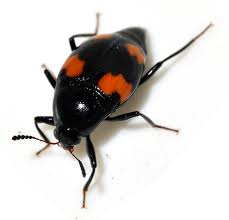 Attēlu rezultāti vaicājumam “Scaphidium quadrimaculatum”