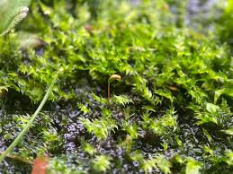 Attēlu rezultāti vaicājumam “Leptodictyum riparium”