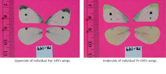 Attēlu rezultāti vaicājumam “Pieris rapae underside”