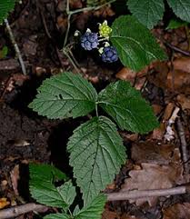 Attēlu rezultāti vaicājumam “Rubus caesius”