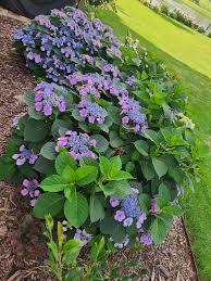 Attēlu rezultāti vaicājumam “Conardia compacta macro”