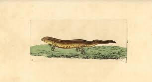 Attēlu rezultāti vaicājumam “Triturus vulgaris”