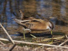 Image result for Porzana parva