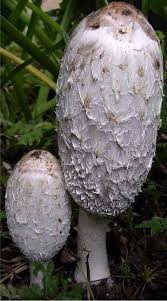 Attēlu rezultāti vaicājumam “Coprinus sp.”