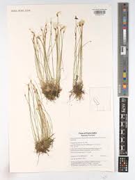 Attēlu rezultāti vaicājumam “Trichophorum alpinum”