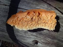 Attēlu rezultāti vaicājumam “Pycnoporellus alboluteus”