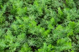 Attēlu rezultāti vaicājumam “Carum carvi leaf”