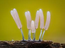 Attēlu rezultāti vaicājumam “Stemonitopsis typhina”