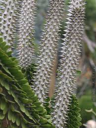 Attēlu rezultāti vaicājumam “Arenaria procera”