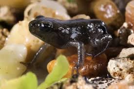 Attēlu rezultāti vaicājumam “Bufo bufo juvenile”