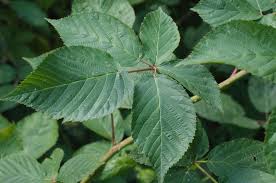 Attēlu rezultāti vaicājumam “Rubus nessensis”