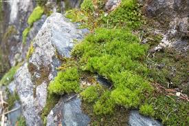 Attēlu rezultāti vaicājumam “Ditrichum flexicaule”