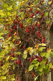 Attēlu rezultāti vaicājumam “Schisandra chinensis”