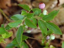 Attēlu rezultāti vaicājumam “Vaccinium angustifolium”