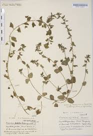 Attēlu rezultāti vaicājumam “Veronica agrestis”