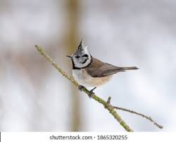 Attēlu rezultāti vaicājumam “Lophophanes cristatus adult”