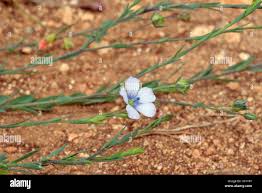 Attēlu rezultāti vaicājumam “Linum usitatissimum bud”
