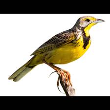 Attēlu rezultāti vaicājumam “Lycogala convexum macro”