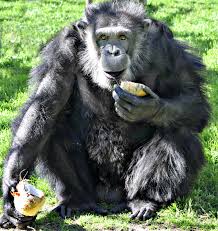 Attēlu rezultāti vaicājumam “Primates”