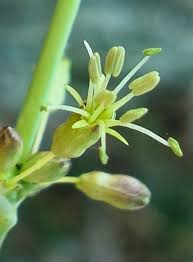 Attēlu rezultāti vaicājumam “Silene otites”