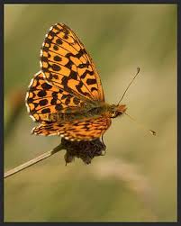 Attēlu rezultāti vaicājumam “Boloria dia underside”