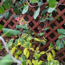 Attēlu rezultāti vaicājumam “Lonicera tatarica leaf”