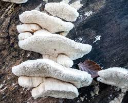 Attēlu rezultāti vaicājumam “Postia caesia”