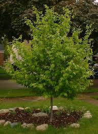 Attēlu rezultāti vaicājumam “Carpinus”