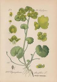 Attēlu rezultāti vaicājumam “Chrysosplenium alternifolium”