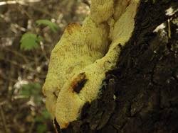 Attēlu rezultāti vaicājumam “Sarcodontia crocea”